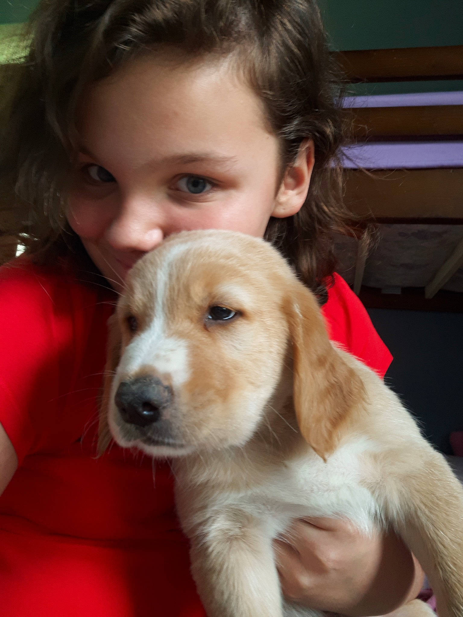 Apollo joined the competition — help win amazing prizes! canidae, carnivore, cocker_spaniel, companion_dog, dog, dog_breed, mammal, puppy, puppy_love, rare_breed_dog, snout, sporting_group, vertebrate