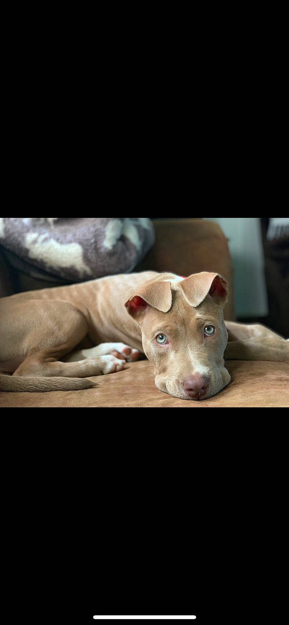 Khaleesi is registered to the contest to win money with this photo: art, canidae, carnivore, comfort, darkness, dog, dog_breed, fawn, flash_photography, glass, metal, non_sporting_group, snout, still_life_photography, terrestrial_animal, wood, working_animal