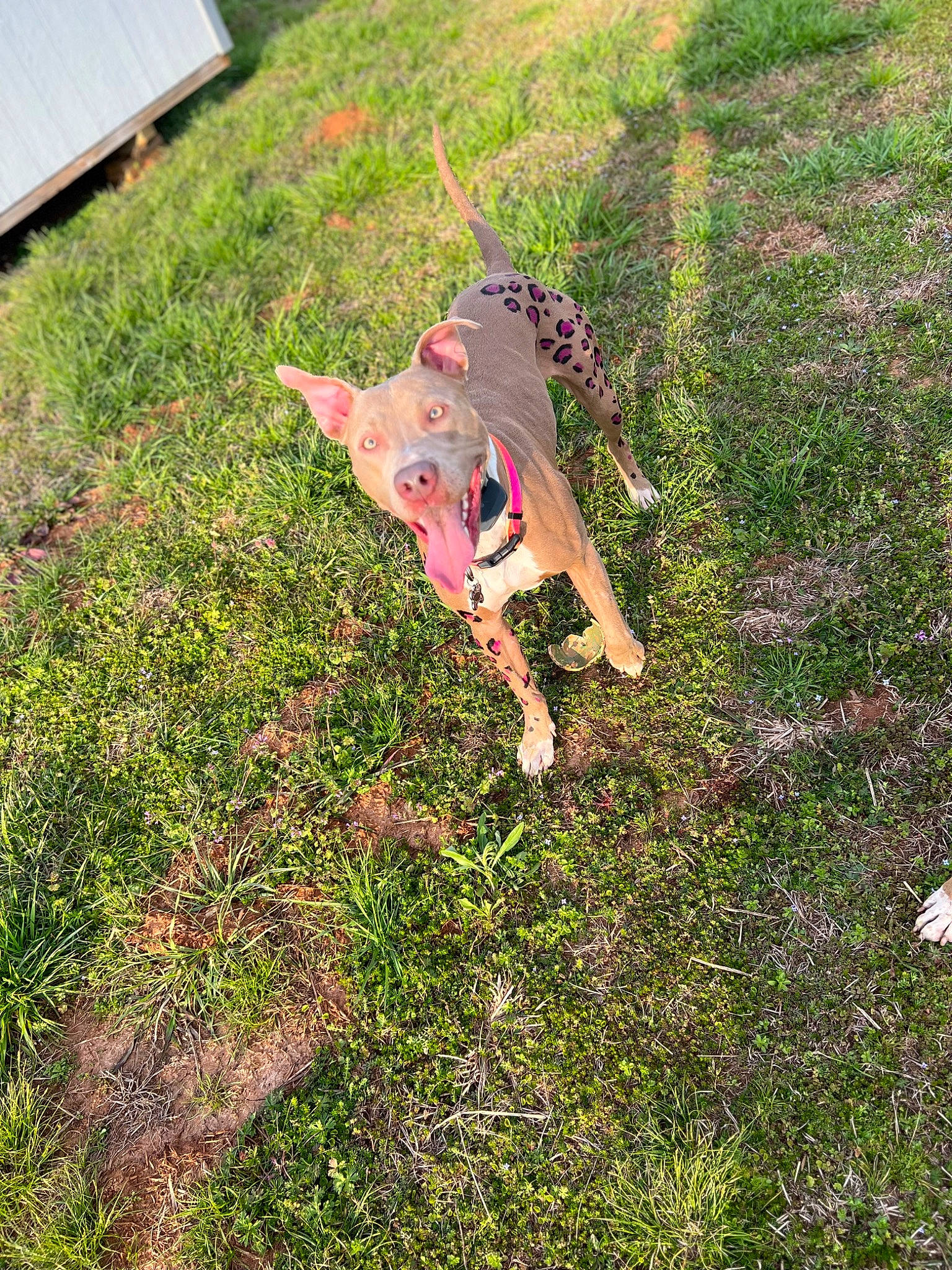 Khaleesi joined the competition — help win amazing prizes! canidae, carnivore, dog_breed, fawn, garden, grass, grassland, groundcover, landscape, pasture, people_in_nature, plant, shadow, shrub, soil, sporting_group, tail, wildlife, yard