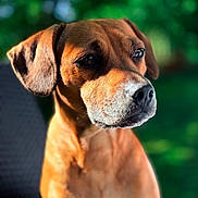 Tokyo participe au concours pour gagner de l'argent avec cette photo : dog, portrait, close_up, brown_fur, outdoor, sunlight, animal, pet, canine, ears, face, snout, nature, green_background, daylight, muzzle, looking_away, shallow_depth_of_field, calm, detailed