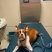 Steeler is registered to the contest to win money with this photo: dog, boston_terrier, leash, veterinary_clinic, examination_table, pet, animal, indoors, medical_equipment, sink, trash_bin, collar, brown_and_white, concerned_expression, floor, wall, clinical_setting, pet_care, waiting, leashed