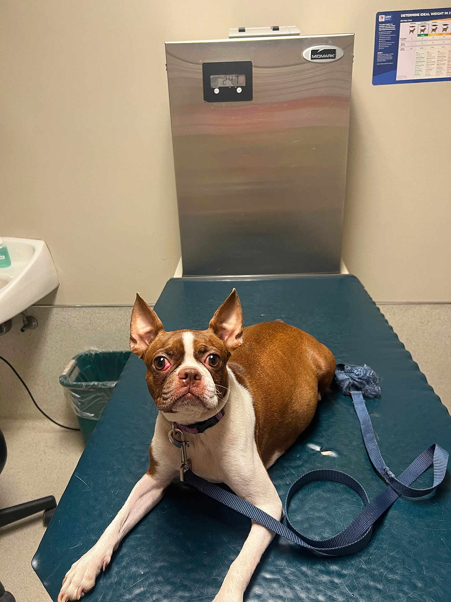 Steeler is registered to the contest to win money with this photo: dog, boston_terrier, leash, veterinary_clinic, examination_table, pet, animal, indoors, medical_equipment, sink, trash_bin, collar, brown_and_white, concerned_expression, floor, wall, clinical_setting, pet_care, waiting, leashed