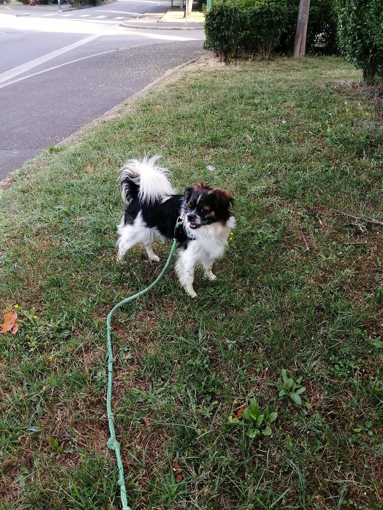 Jordy participe au concours pour gagner de l'argent avec cette photo : canidae, carnivore, companion_dog, dog, dog_breed, havanese, lhasa_apso, mammal, non_sporting_group, phalene, puppy, rare_breed_dog, shih_tzu, sporting_group, tibetan_terrier, toy_dog, vertebrate