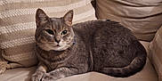 Patapouf participe au concours pour gagner de l'argent avec cette photo : cat, gray_cat, tabby, pet, feline, indoor, couch, pillow, beige, cozy, relaxed, whiskers, fur, animal, resting, domestic, comfortable, side_view, closeup, household