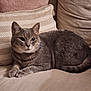 cat, gray_cat, tabby, pet, feline, indoor, couch, pillow, beige, cozy, relaxed, whiskers, fur, animal, resting, domestic, comfortable, side_view, closeup, household