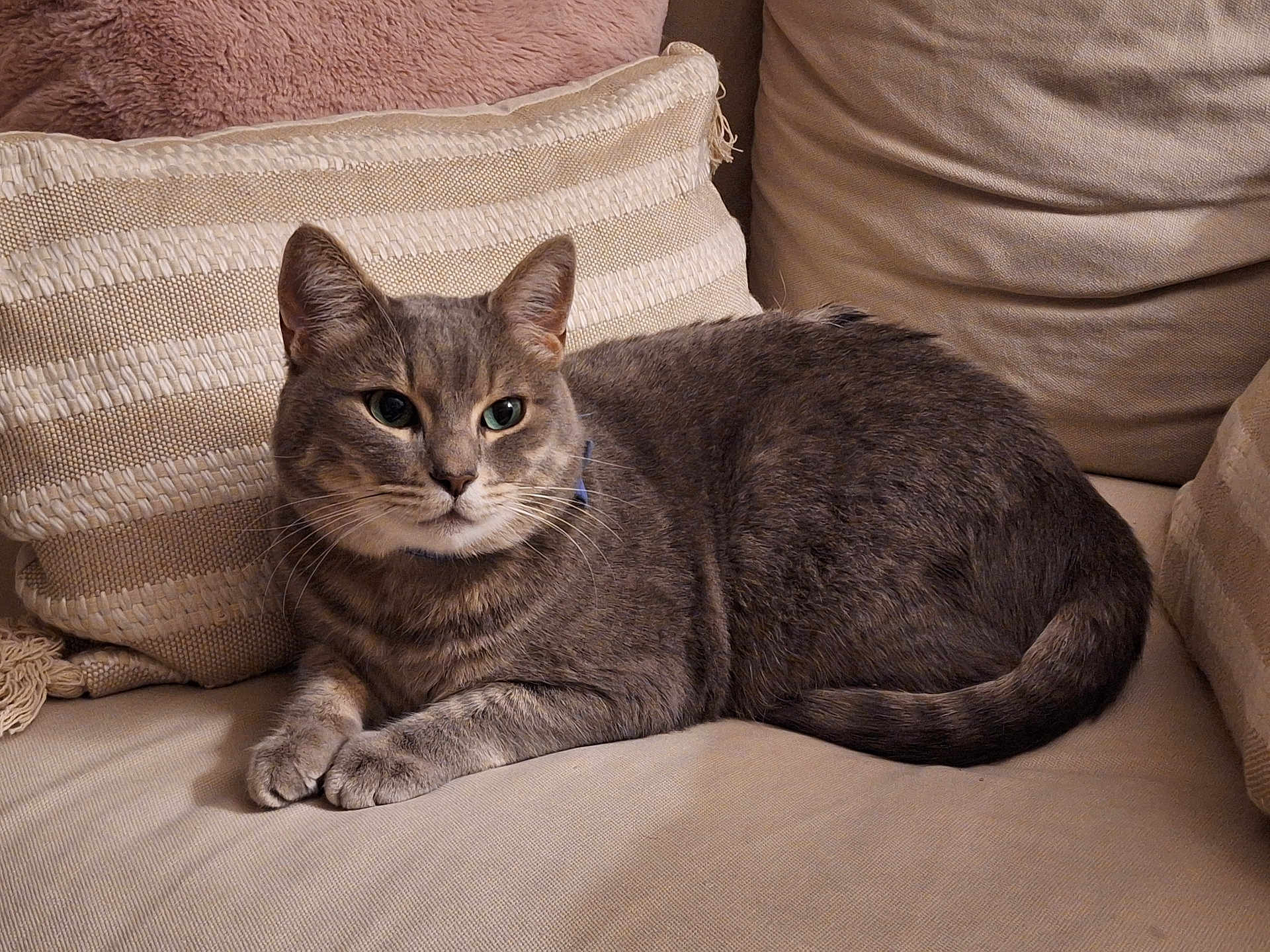 Patapouf participe au concours pour gagner de l'argent avec cette photo : cat, gray_cat, tabby, pet, feline, indoor, couch, pillow, beige, cozy, relaxed, whiskers, fur, animal, resting, domestic, comfortable, side_view, closeup, household