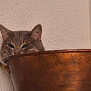 Patapouf participe au concours pour gagner de l'argent avec cette photo : cat, gray_cat, peeking, copper_pot, curious, ears, eyes, face, texture, wall, indoor, feline, closeup, animal, pet, domestic_cat, whiskers, metal, handle, quiet