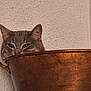cat, gray_cat, peeking, copper_pot, curious, ears, eyes, face, texture, wall, indoor, feline, closeup, animal, pet, domestic_cat, whiskers, metal, handle, quiet