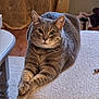 Patapouf a rejoint le concours — aidez-le/la à gagner de superbes lots ! cat, gray_tabby, indoor, feline, pet, relaxed, crossed_paws, carpet, curtain, table, household, cozy, looking_at_camera, domestic_animal, mammal, fur, whiskers, ears, eyes, resting