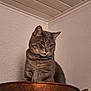 Patapouf participe au concours pour gagner de l'argent avec cette photo : cat, gray_cat, tabby, pet, feline, animal, indoor, copper_pot, collar, sitting, looking_down, wall, corner, texture, whiskers, ears, fur, domestic_cat, house_pet, quiet