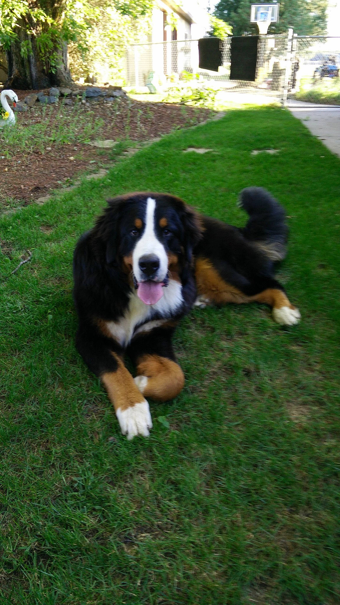 Hondo joined the competition — help win amazing prizes! bernese_mountain_dog, canidae, carnivore, companion_dog, dog, dog_breed, english_shepherd, entlebucher_mountain_dog, giant_dog_breed, grass, greater_swiss_mountain_dog, mammal, rare_breed_dog, snout, sporting_group, st_bernard, vertebrate, working_dog