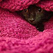 Letty is registered to the contest to win money with this photo: cat, black_cat, towel, texture, peeking, eyes, cozy, hiding, closeup, animal, pet, fur, indoor, soft, colorful, magenta, curious, alert, portrait, cute