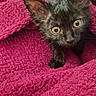 Letty is registered to the contest to win money with this photo: animal, black_cat, blanket, cat, close_up, cozy, curious, cute, fur, indoors, kitten, looking_up, pet, resting, small, soft, textured_blanket, warm, yellow_eyes, young