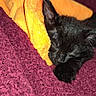 Letty joined the competition — help win amazing prizes! kitten, black_cat, sleeping, blanket, towel, cozy, resting, pet, animal, indoor, fur, cute, relaxing, soft_texture, domestic_cat, closeup, comfort, nap, warm, adorable