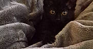 Letty joined the competition — help win amazing prizes! animal, black_cat, blanket, comfort, cozy, cute, eyes, fur, hidden, home, indoor, kitten, pet, quiet, relaxing, resting, small, snuggle, soft_texture, warm