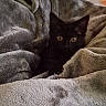 Letty joined the competition — help win amazing prizes! kitten, black_cat, blanket, cozy, soft_texture, indoor, pet, animal, cute, fur, resting, eyes, comfort, warm, snuggle, small, hidden, relaxing, home, quiet