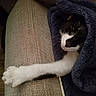 Lolita is registered to the contest to win money with this photo: cat, black_and_white, paw, blanket, couch, stretching, indoor, furry, pet, cozy, relaxed, sleepy, fur, whiskers, cute, animal, resting, soft, comfort, nap