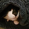 Lolita joined the competition — help win amazing prizes! cat, pet, whiskers, nose, blanket, cozy, fur, black_and_white, closeup, indoor, soft, resting, cute, animal, mammal, domestic, hidden, sleepy, texture, warm