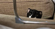 Lolita is registered to the contest to win money with this photo: cat, black_and_white, peeking, couch, sofa, furniture, indoor, pet, animal, curious, ears, eyes, cozy, brown, texture, soft, resting, home, quiet, hiding