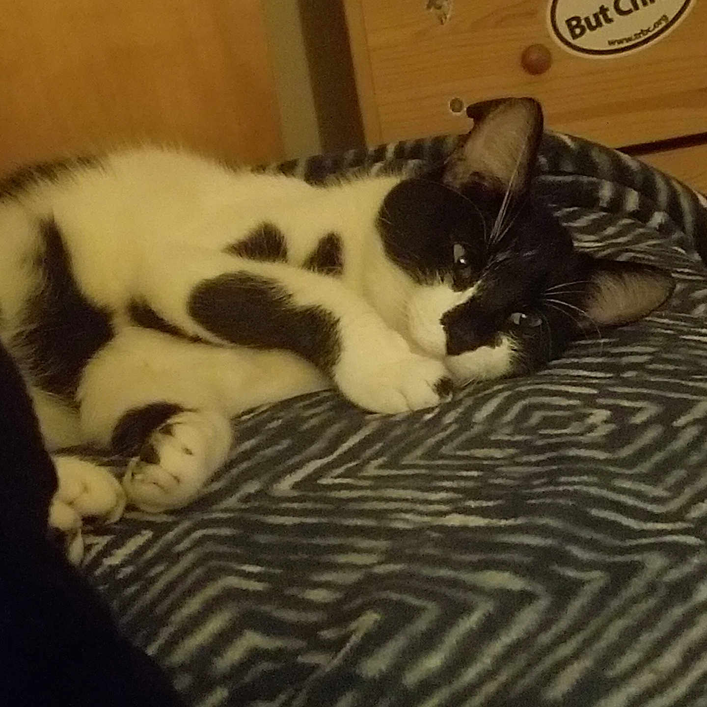 Lolita