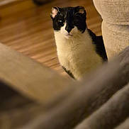 Lolita joined the competition — help win amazing prizes! cat, black_and_white_cat, indoor, wooden_floor, couch, furniture, cozy, pet, curious, domestic_animal, soft_lighting, living_room, blurred_foreground, blurred_background, household, animal, cute, mammal, whiskers, ears