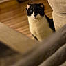 cat, black_and_white_cat, indoor, wooden_floor, couch, furniture, cozy, pet, curious, domestic_animal, soft_lighting, living_room, blurred_foreground, blurred_background, household, animal, cute, mammal, whiskers, ears