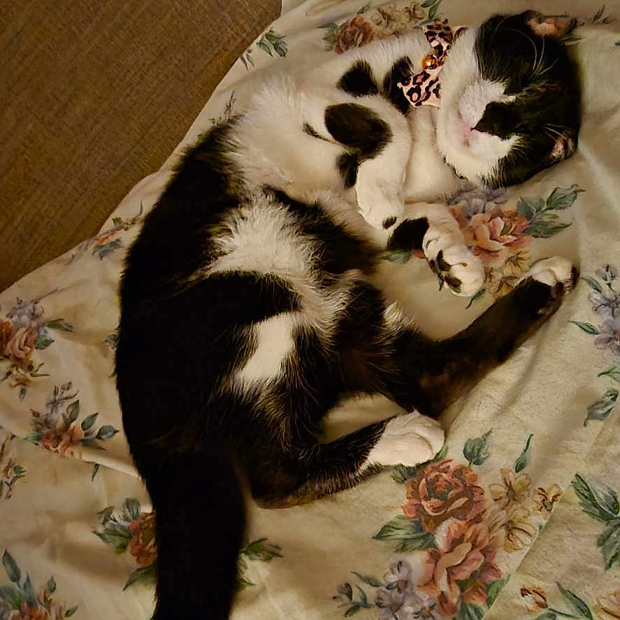 Lolita is registered to the contest to win money with this photo: cat, black_and_white, sleeping, curled_up, blanket, floral_pattern, couch, indoor, pet, cozy, nap, fur, tail, relaxed, animal, domestic, comfortable, resting, feline, home