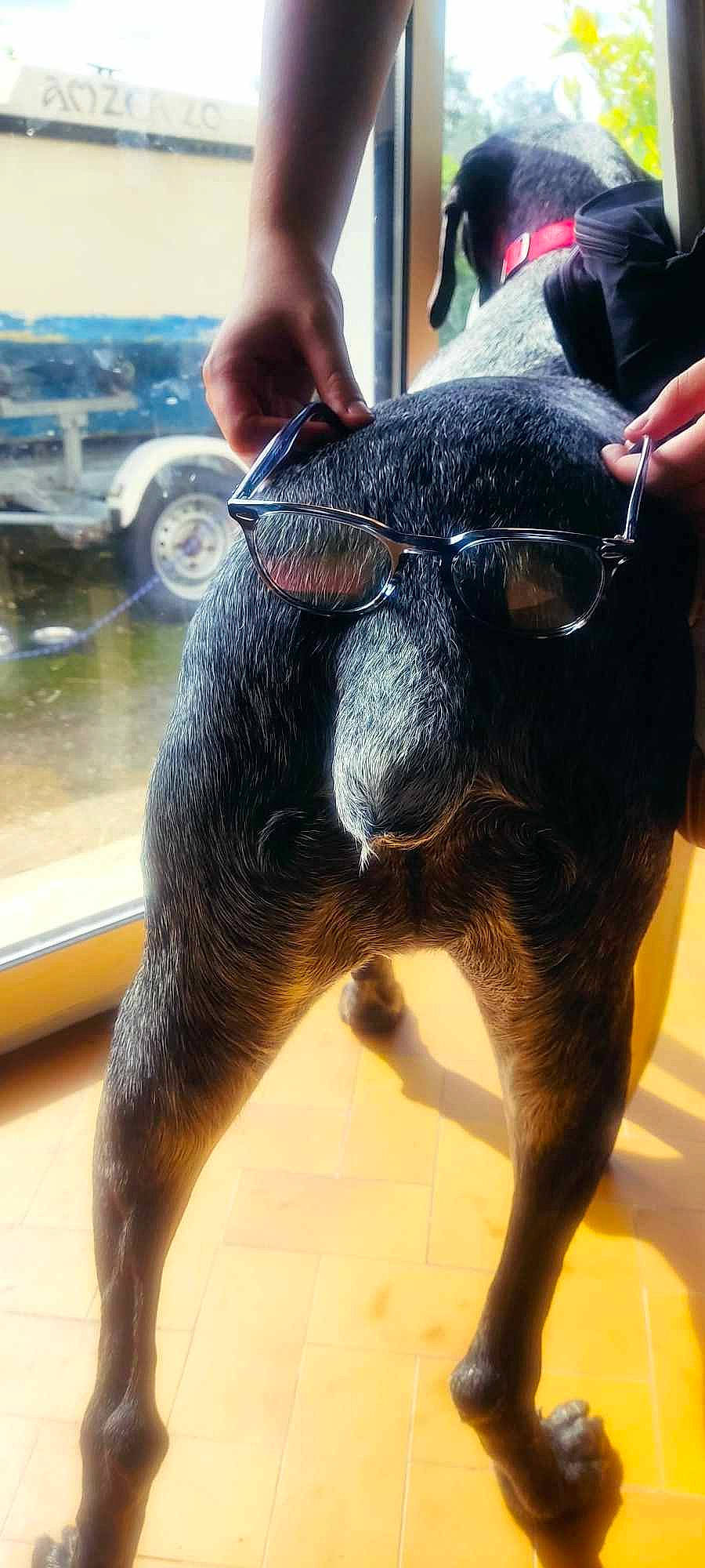 Syrius a rejoint le concours — aidez-le/la à gagner de superbes lots ! canidae, cow_goat_family, dog_breed, event, fawn, fur, goat, goats, human_leg, livestock, snout, terrestrial_animal, tire, toy, water, wheel, working_animal