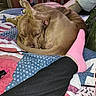 Cashew joined the competition — help win amazing prizes! dog, sleeping, curled_up, bed, quilt, sock, pink_sock, foot, leg, indoor, pet, relaxing, cozy, brown_dog, furniture, blanket, paw, resting, home, canine
