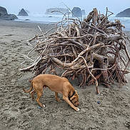 Cashew is registered to the contest to win money with this photo: dog, beach, sand, driftwood, ocean, rocks, nature, coast, fog, mist, animal, outdoor, curious, brown_dog, collar, sniffing, twisted_branches, landscape, quiet, wild