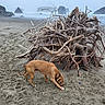 dog, beach, sand, driftwood, ocean, rocks, nature, coast, fog, mist, animal, outdoor, curious, brown_dog, collar, sniffing, twisted_branches, landscape, quiet, wild