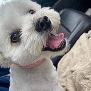 Scarlett participe au concours pour gagner de l'argent avec cette photo : dog, white, fluffy, panting, tongue_out, collar, pet, animal, car_interior, seat, blanket, happy, cute, close_up, fur, nose, eyes, mouth, indoor, companion