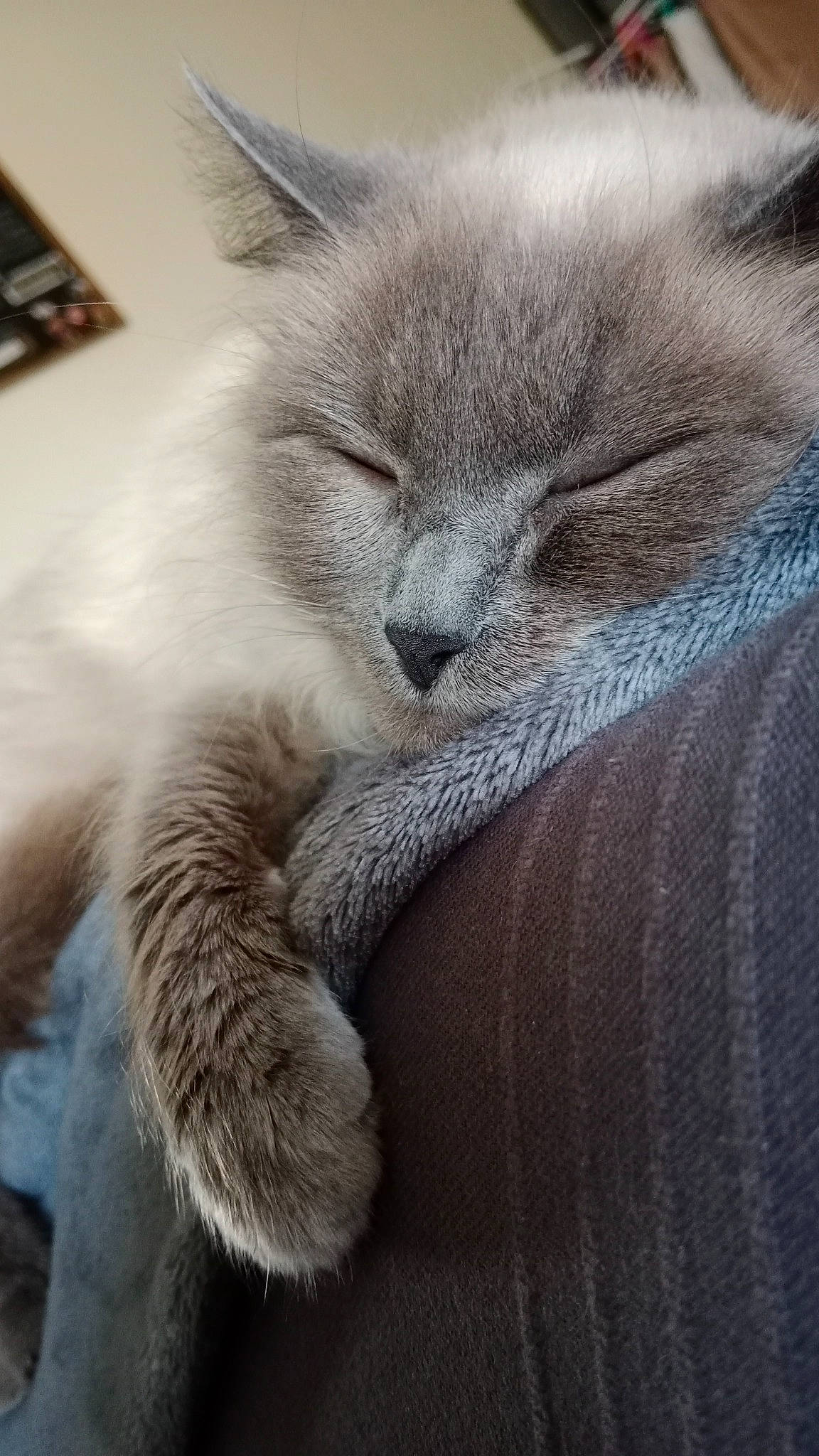 Plume a rejoint le concours — aidez-le/la à gagner de superbes lots ! british_longhair, carnivore, cat, claw, comfort, domestic_short_haired_cat, fawn, felidae, fur, grey, nap, office_equipment, paw, russian_blue, sleep, small_to_medium_sized_cats, snout, tail, terrestrial_animal, whiskers