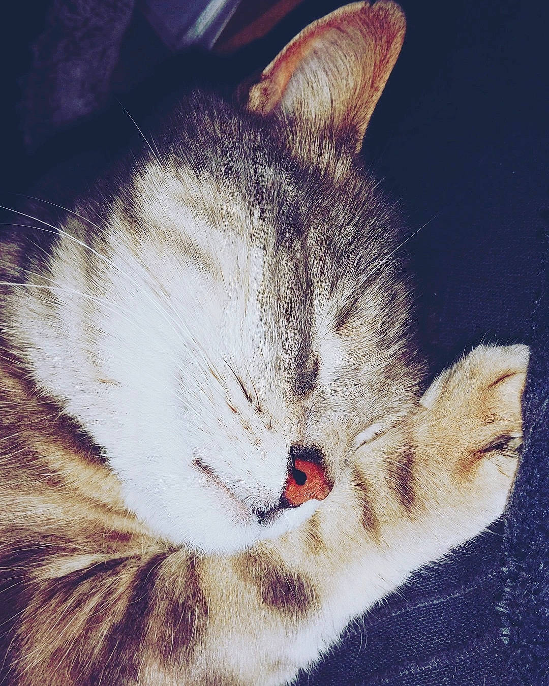 Monster participe au concours pour gagner de l'argent avec cette photo : carnivore, cat, claw, cloud, comfort, domestic_short_haired_cat, ear, eye, felidae, fur, head, human_body, meteorological_phenomenon, nap, paw, small_to_medium_sized_cats, snout, tail, whiskers, wildlife