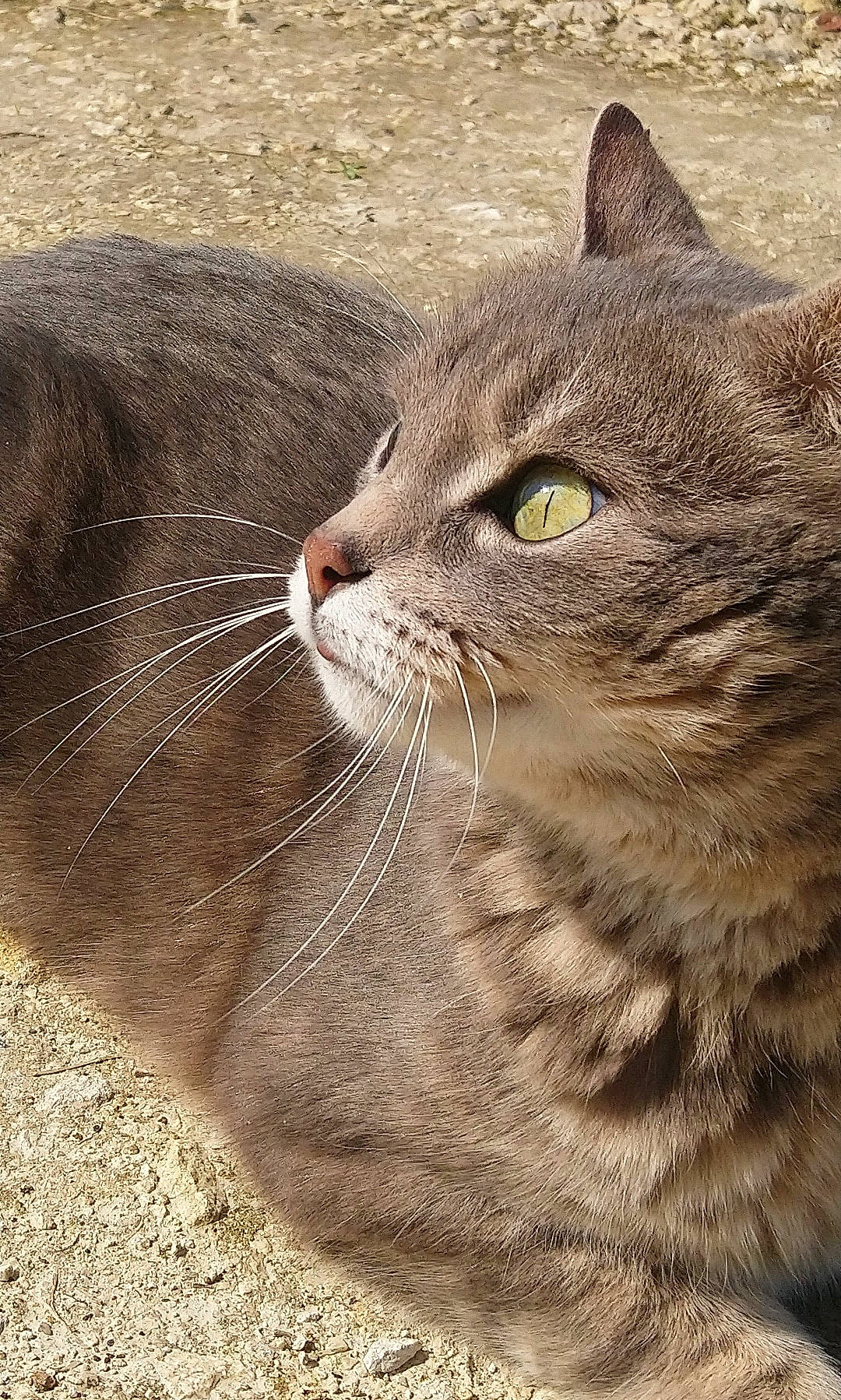 Monster a rejoint le concours — aidez-le/la à gagner de superbes lots ! carnivore, cat, close_up, domestic_short_haired_cat, fawn, felidae, fur, grass, mammal, paw, sand, small_to_medium_sized_cats, snout, terrestrial_animal, tree, whiskers, wildlife