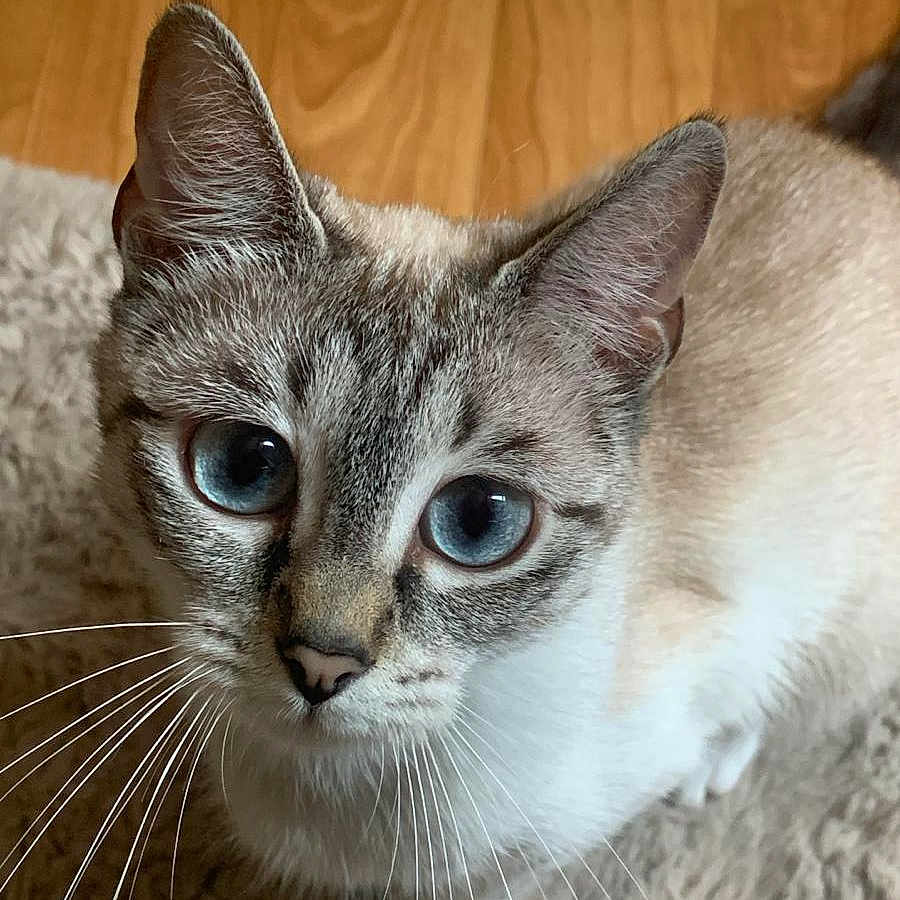 Vanya