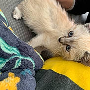 Vanya participe au concours pour gagner de l'argent avec cette photo : kitten, cat, blue_eyes, fluffy, feline, pet, indoor, couch, blanket, hand, comfort, cozy, resting, young_animal, fur, domestic_animal, curious, soft, cute, relaxation