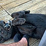 dog, black_dog, playing, ball, wooden_deck, foot, sock, pet, animal, outdoor, happy, playful, canine, mouth, fur, paw, person, closeup, candid, fun