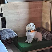 Charly a rejoint le concours — aidez-le/la à gagner de superbes lots ! dog, white_dog, small_dog, pet, collar, orange_collar, cushion, green_cushion, plaid_pillow, plaid_bolster, wooden_paneling, lamp, bedroom, indoor, shadow, floor, furniture, domestic, cozy, sitting