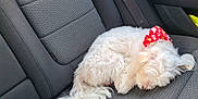 Charly participe au concours pour gagner de l'argent avec cette photo : dog, sleeping, white_dog, bandana, red_bandana, car_seat, curled_up, pet, fur, resting, inside_car, seatbelt, fabric, texture, cozy, relaxed, animal, companion, travel, cute