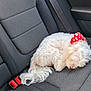 dog, sleeping, white_dog, bandana, red_bandana, car_seat, curled_up, pet, fur, resting, inside_car, seatbelt, fabric, texture, cozy, relaxed, animal, companion, travel, cute
