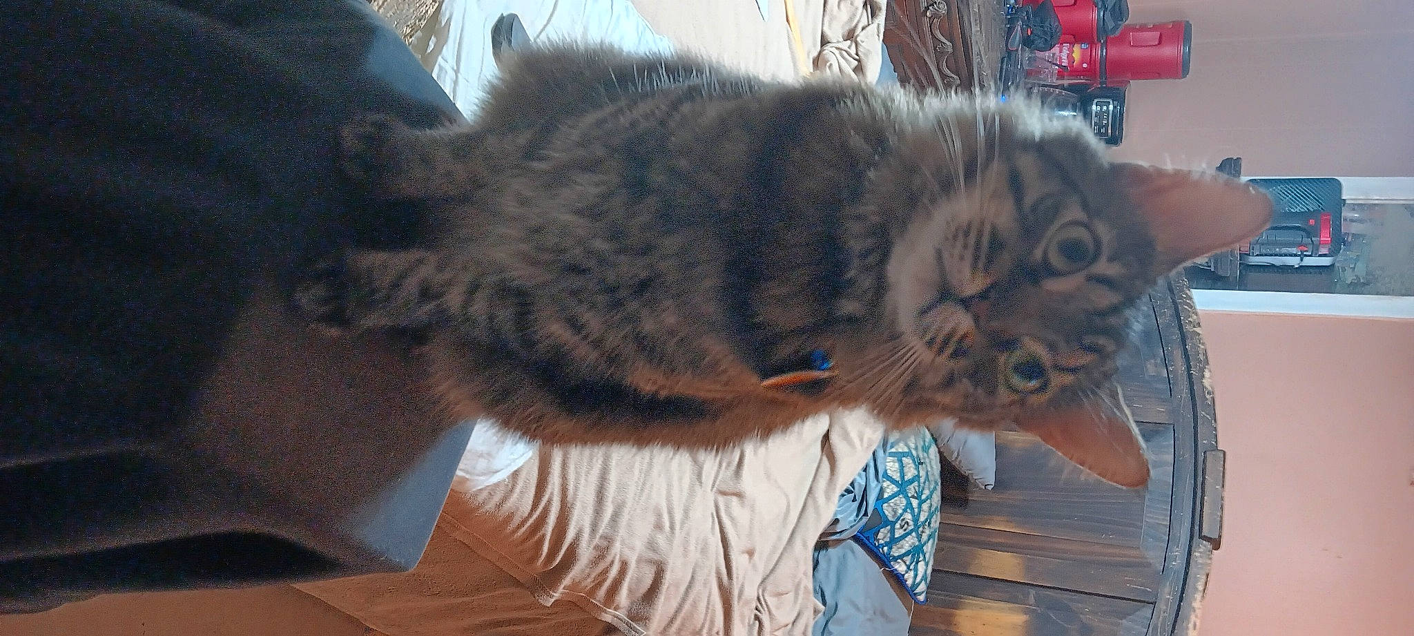 Fluffy joined the competition — help win amazing prizes! carnivore, cat, claw, domestic_short_haired_cat, felidae, fur, paw, small_to_medium_sized_cats, snout, tail, terrestrial_animal, tree, whiskers