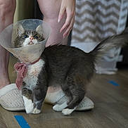 Percy joined the competition — help win amazing prizes! cat, protective_cone, pet, indoor, wooden_floor, person, legs, slippers, gray_cat, white_cat, curious, looking_up, domestic_animal, feline, tail, floor, home, recovery, animal, companion