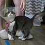 cat, protective_cone, pet, indoor, wooden_floor, person, legs, slippers, gray_cat, white_cat, curious, looking_up, domestic_animal, feline, tail, floor, home, recovery, animal, companion