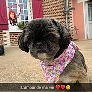 Gladys participe au concours pour gagner de l'argent avec cette photo : dog, small_dog, floral_bandana, bandana, pet, animal, portrait, outdoor, brick_house, window, shutters, door, pavement, black_fur, brown_fur, cute, serious_expression, heart_sticker, cartoon_sticker, text_overlay