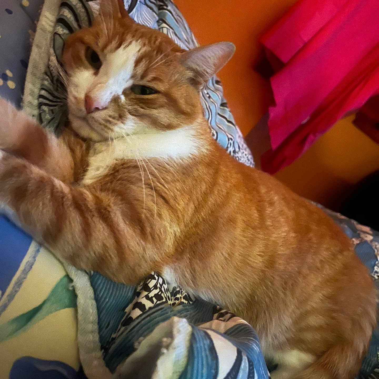 Garfield participe au concours pour gagner de l'argent avec cette photo : cat, orange_cat, white markings, feline, pet, animal, whiskers, ears, eyes, nose, fur, tabby, relaxed, lounging, sleepy, bed, blanket, bedding, indoor, portrait