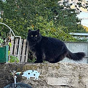 Stella Mae joined the competition — help win amazing prizes! alert, animal, black_cat, cat, daylight, decoration, eyes, fence, fluffy, garden, greenery, nature, outdoor, pet, plant, standing, stone_wall, tail, whimsical, wooden_fence