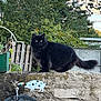 alert, animal, black_cat, cat, daylight, decoration, eyes, fence, fluffy, garden, greenery, nature, outdoor, pet, plant, standing, stone_wall, tail, whimsical, wooden_fence