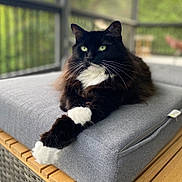 Mittens joined the competition — help win amazing prizes! cat, black_cat, white_paws, fluffy, long_hair, outdoor, cushion, bench, furniture, relaxed, pet, animal, whiskers, green_eyes, resting, portrait, domestic_cat, side_view, nature_background, wooden_surface