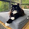 cat, black_cat, white_paws, fluffy, long_hair, outdoor, cushion, bench, furniture, relaxed, pet, animal, whiskers, green_eyes, resting, portrait, domestic_cat, side_view, nature_background, wooden_surface